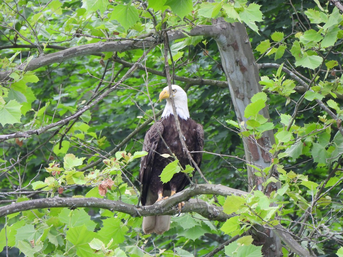 Weißkopf-Seeadler - ML619984380