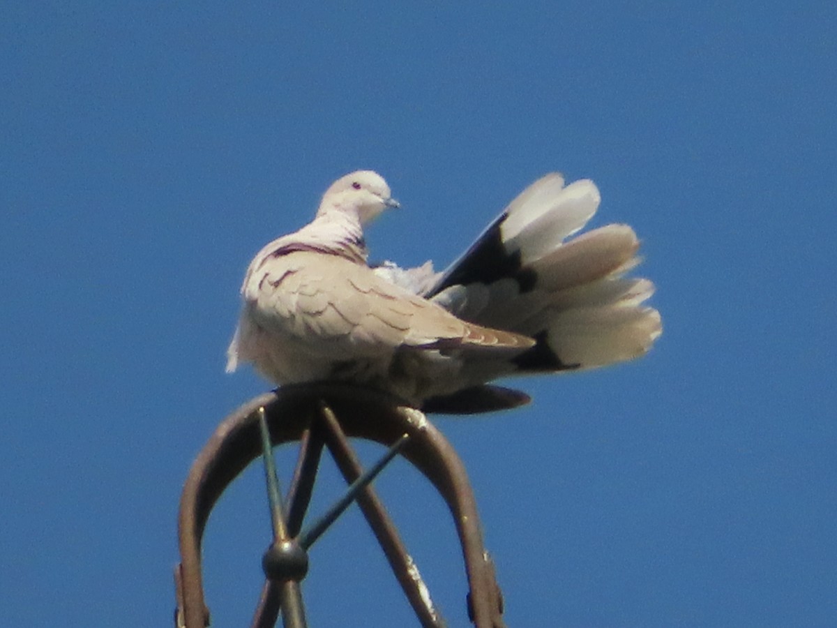 Eurasian Collared-Dove - ML619984396