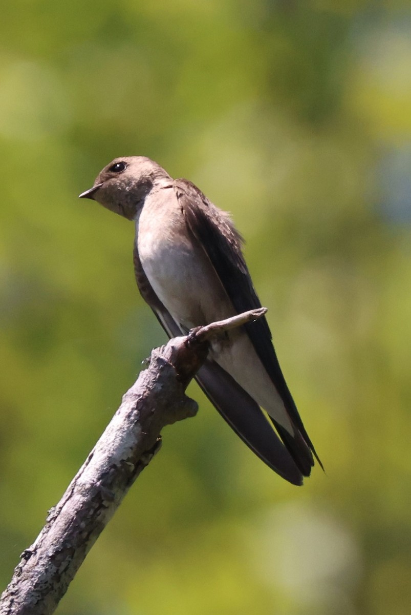 Northern Rough-winged Swallow - ML619984397