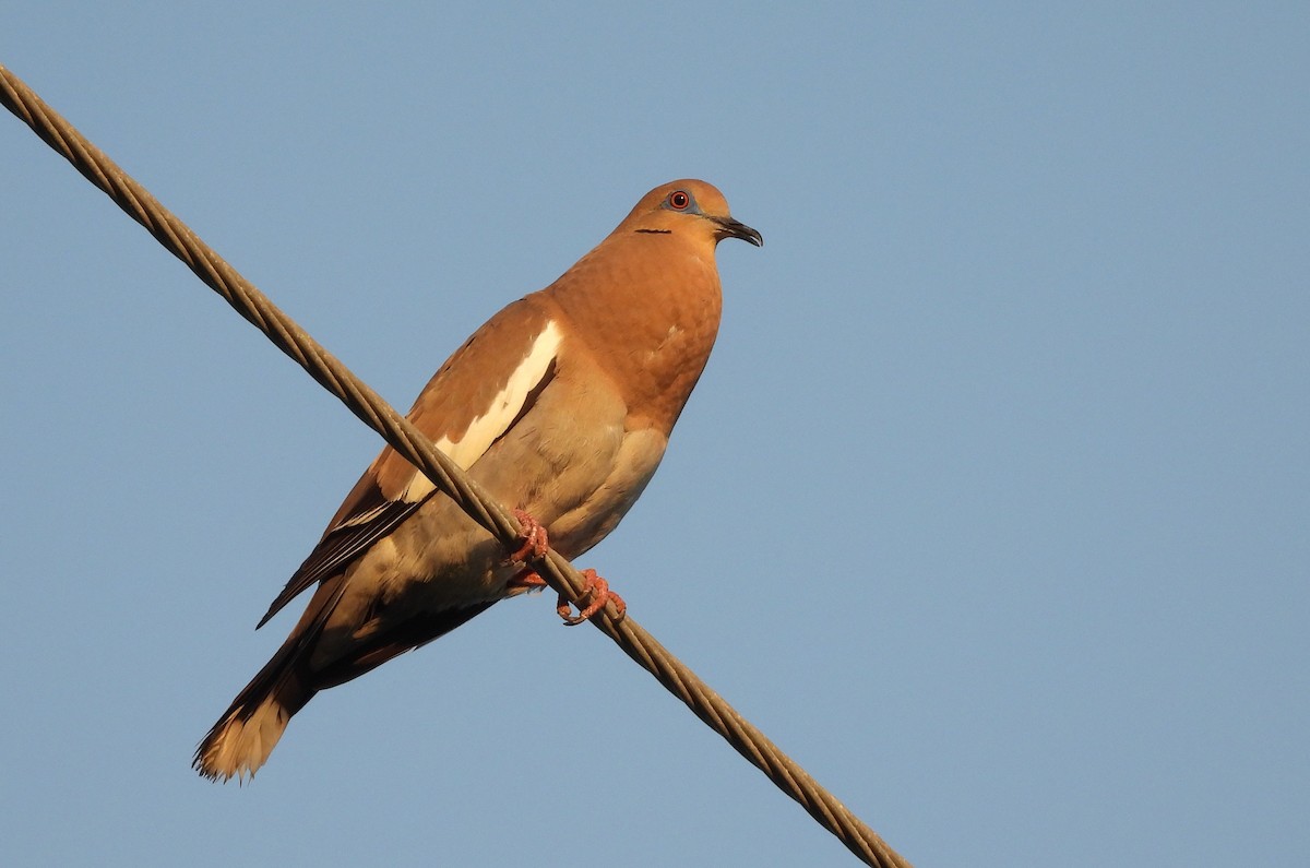 White-winged Dove - ML619984400