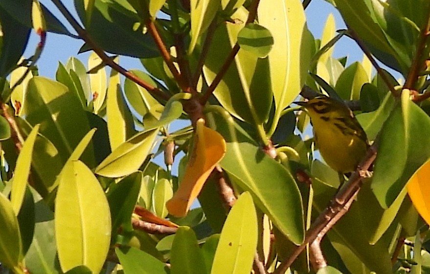 Prairie Warbler - ML619984406