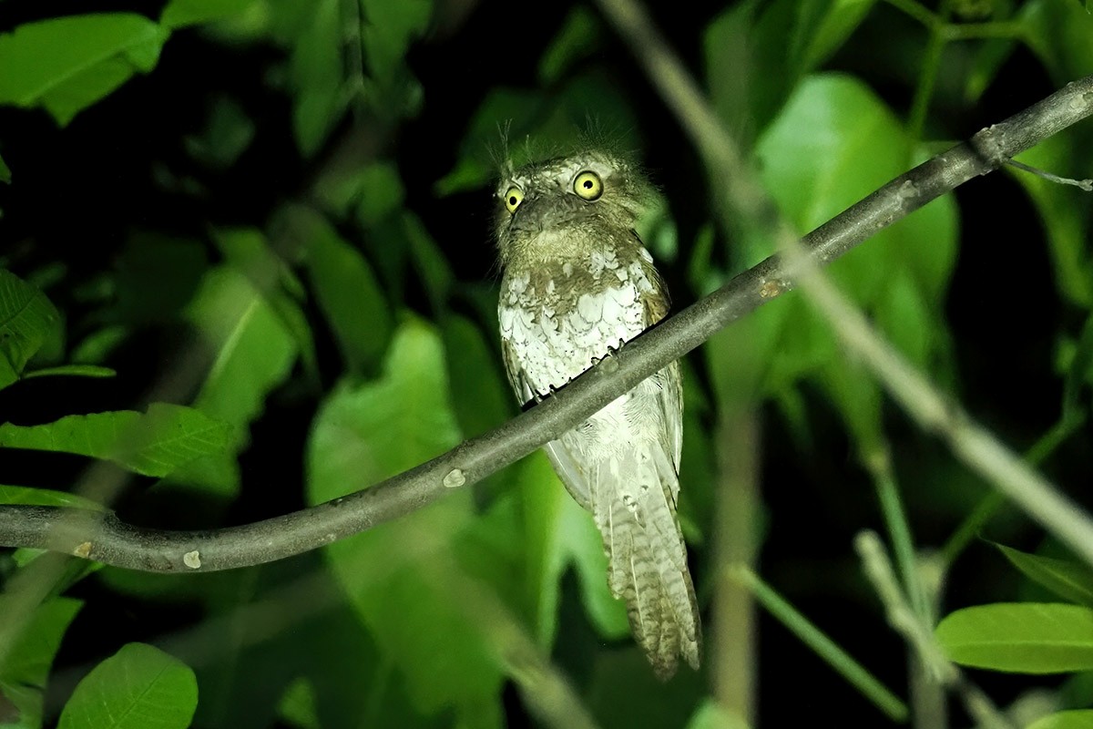 Palawan Frogmouth - Jose Antonio Lama