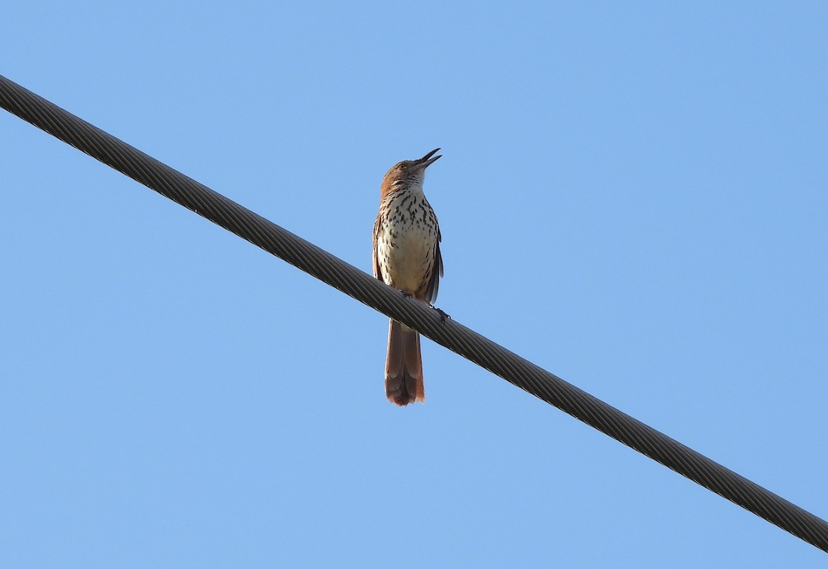 Brown Thrasher - ML619984412