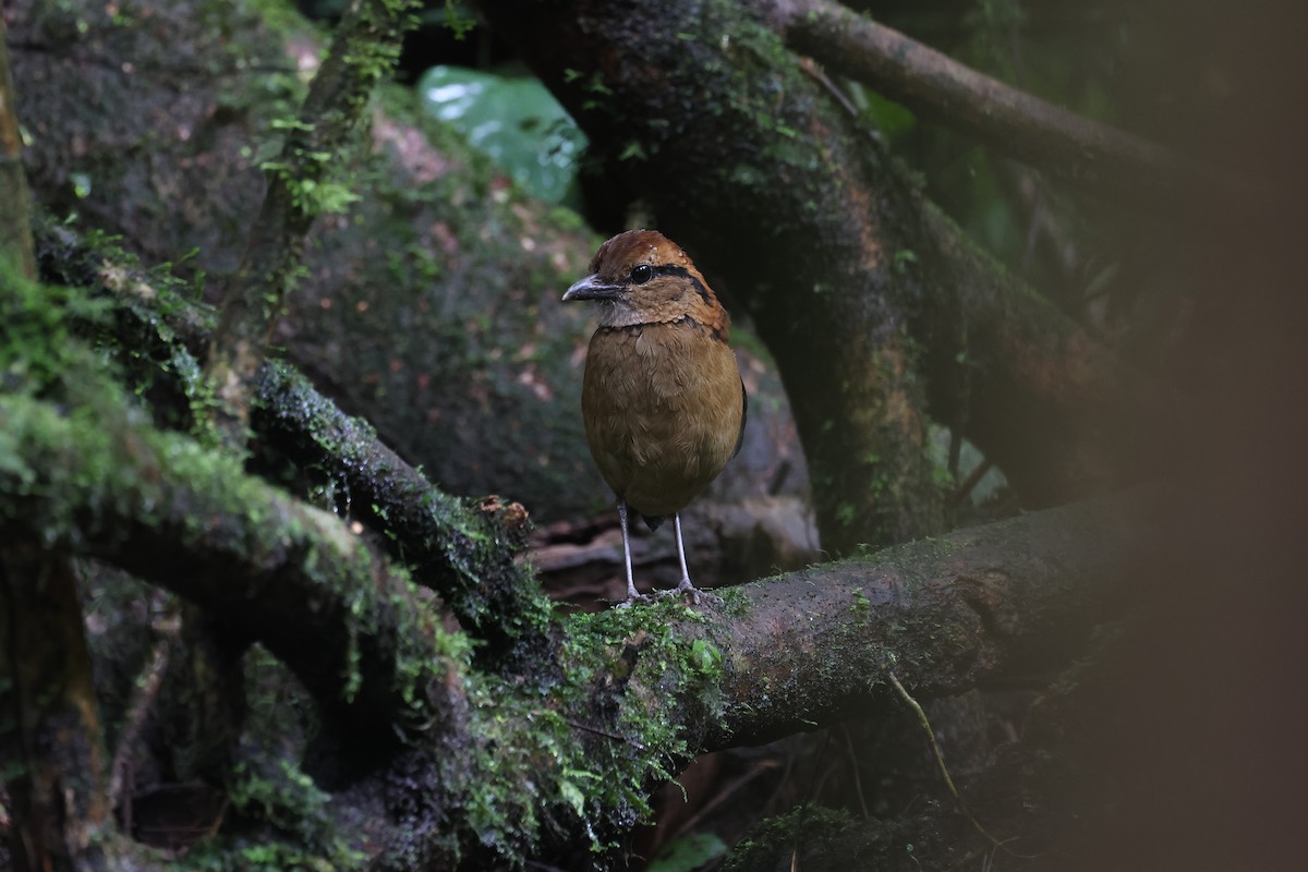 sumatrapitta - ML619984418