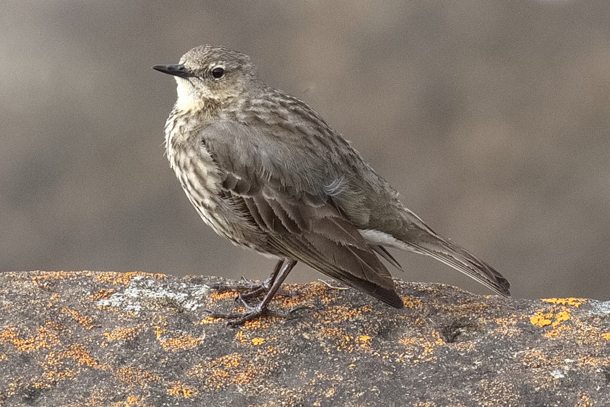 Rock Pipit - ML619984420