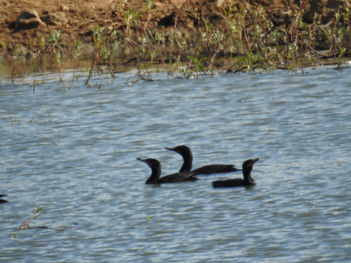 Neotropic Cormorant - ML619984421