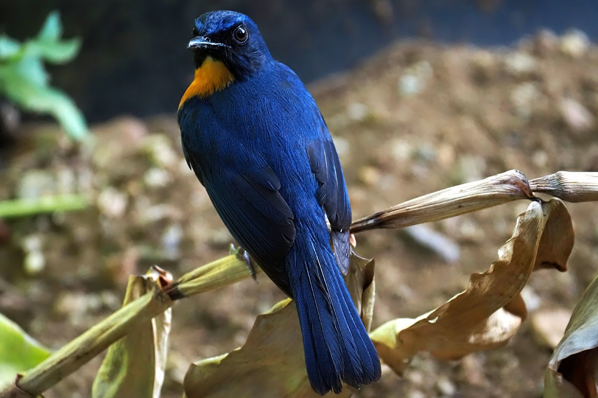 Mangrove Blue Flycatcher (Philippine) - ML619984428