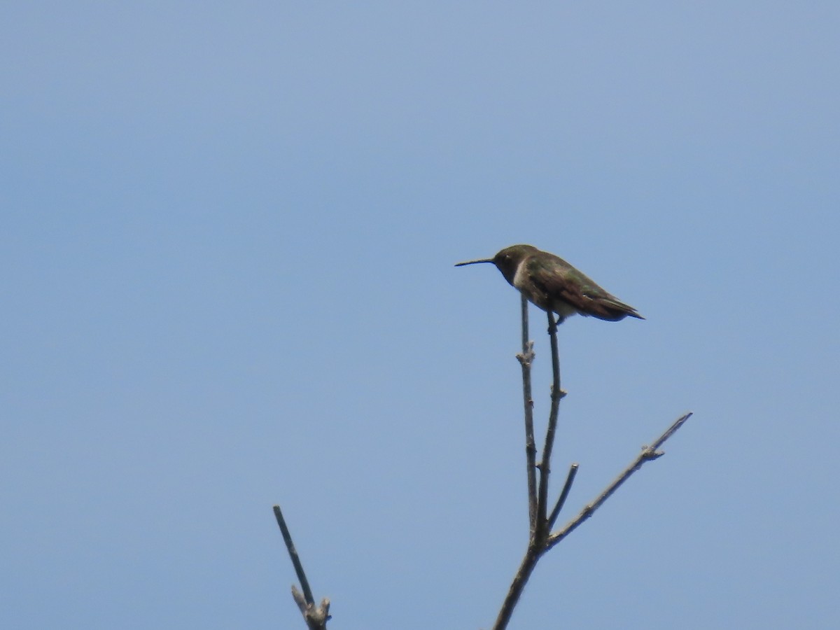 Anna's Hummingbird - ML619984443