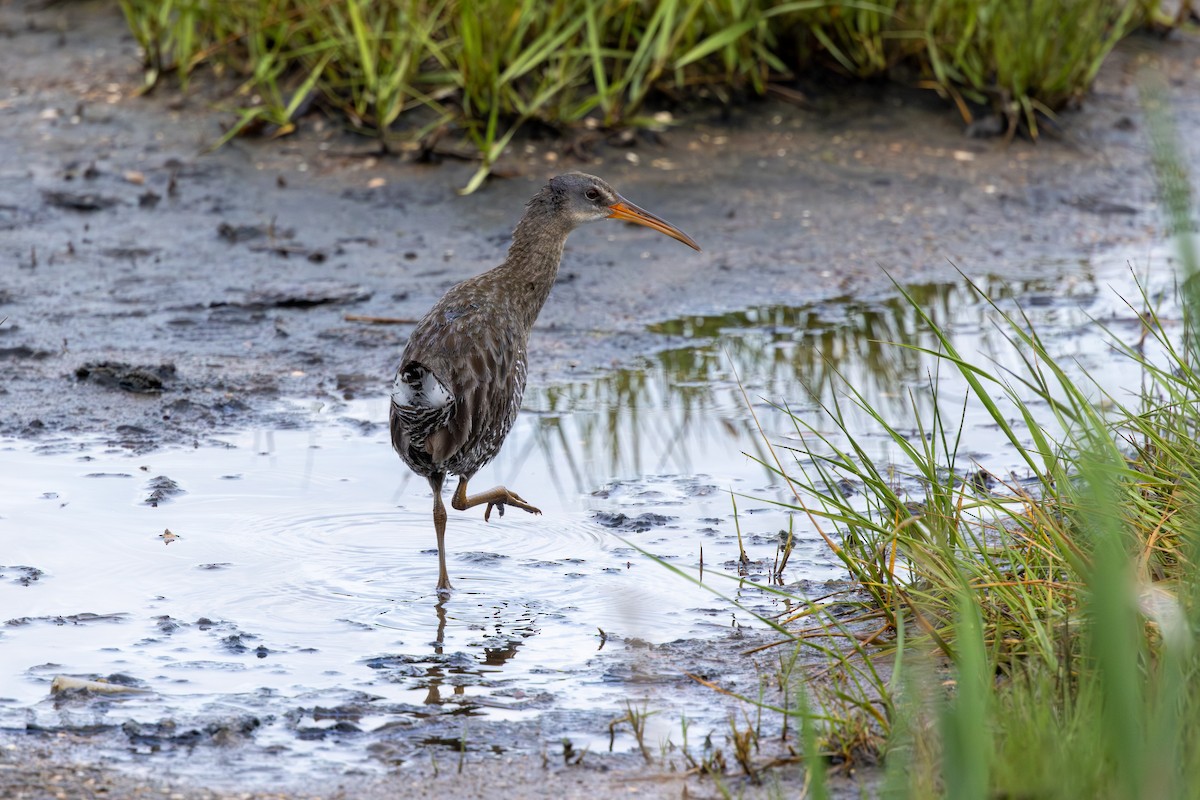 Clapper Rail - Stinky Bird