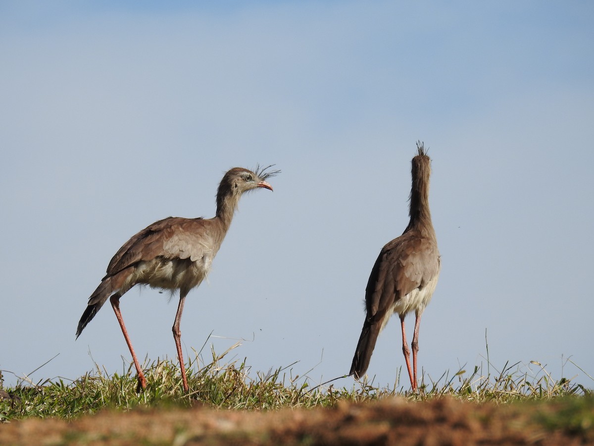 Red-legged Seriema - ML619984456