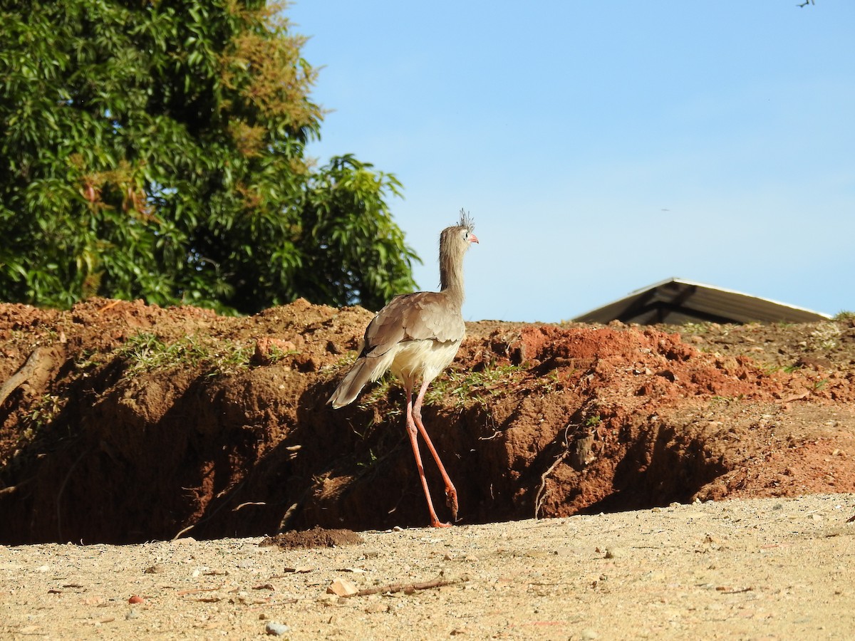 Red-legged Seriema - ML619984458