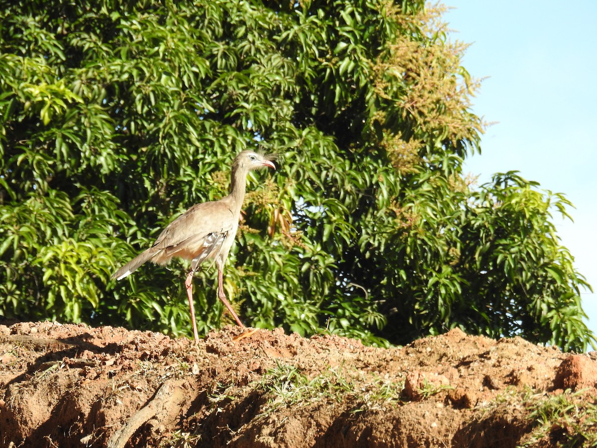 Red-legged Seriema - ML619984459