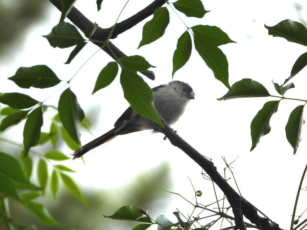 Long-tailed Tit - ML619984467