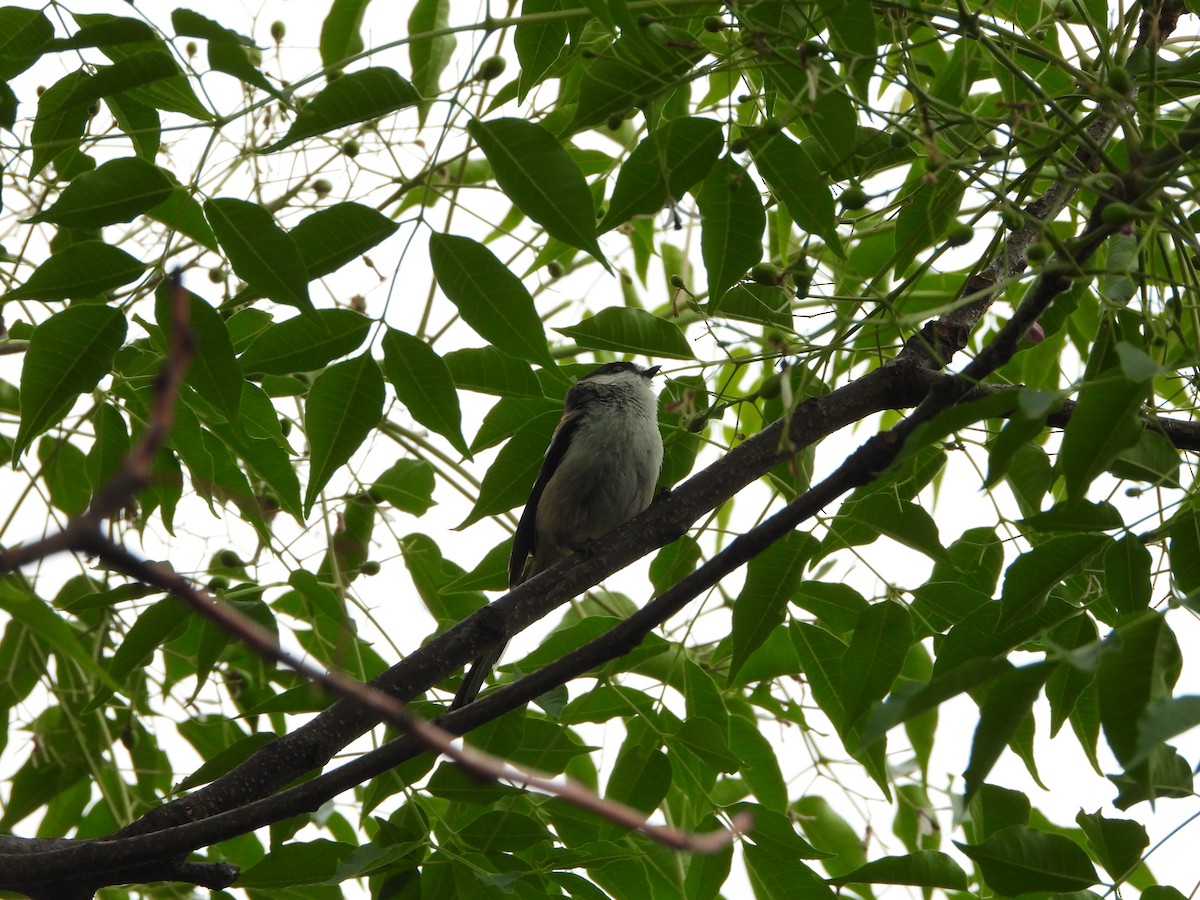 Long-tailed Tit - ML619984468