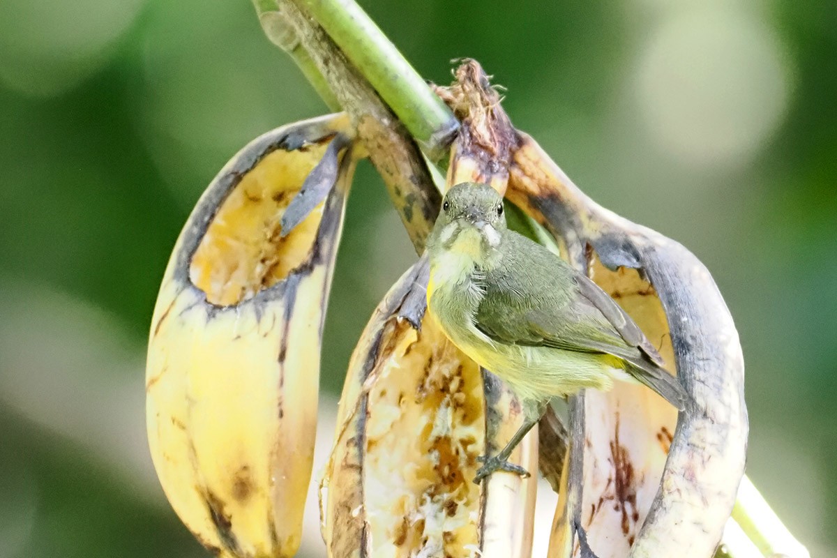 Palawan Flowerpecker - ML619984479