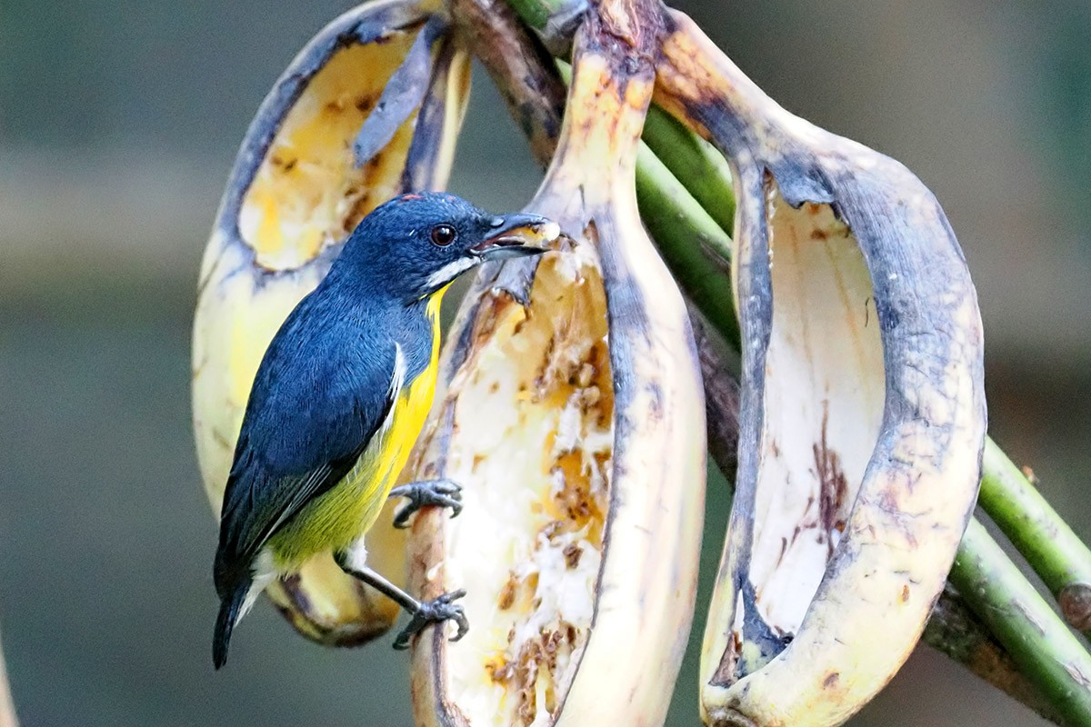 Palawan Flowerpecker - ML619984480