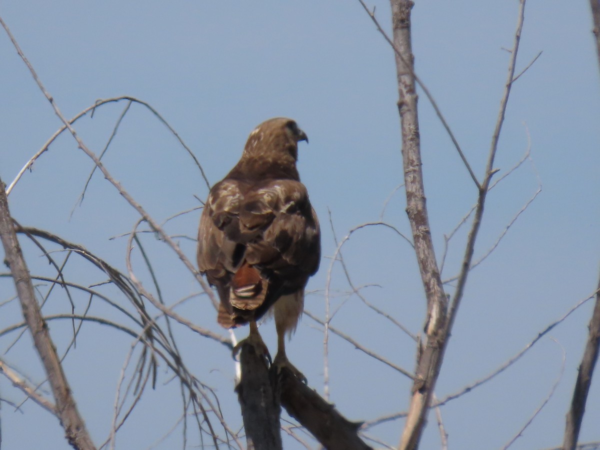 Red-tailed Hawk - ML619984482