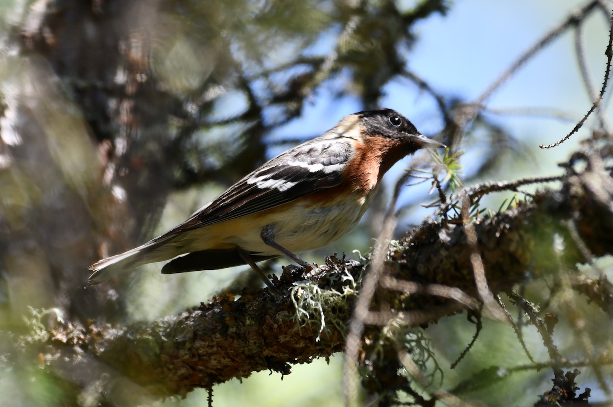 Bay-breasted Warbler - ML619984484