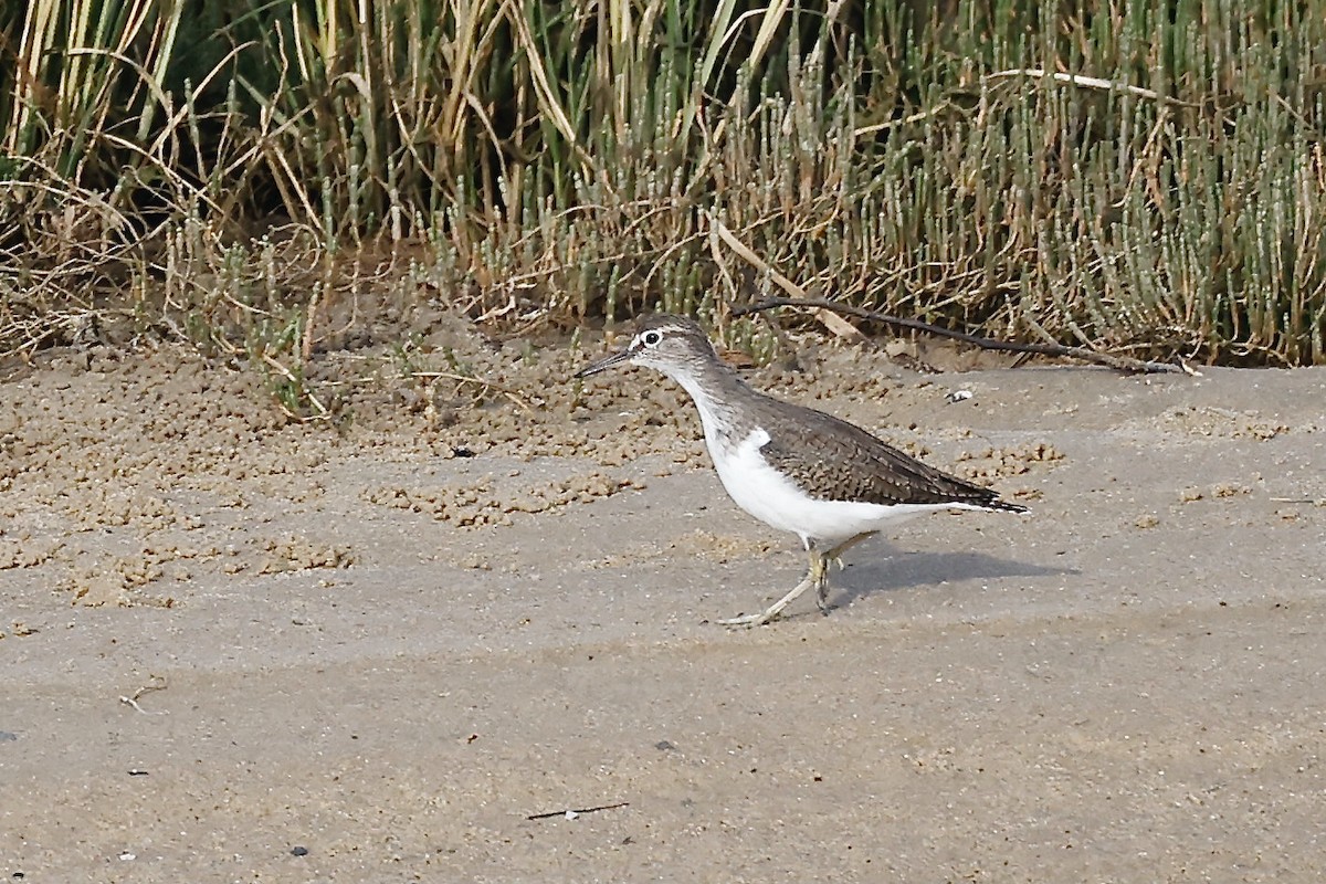 Common Sandpiper - ML619984487