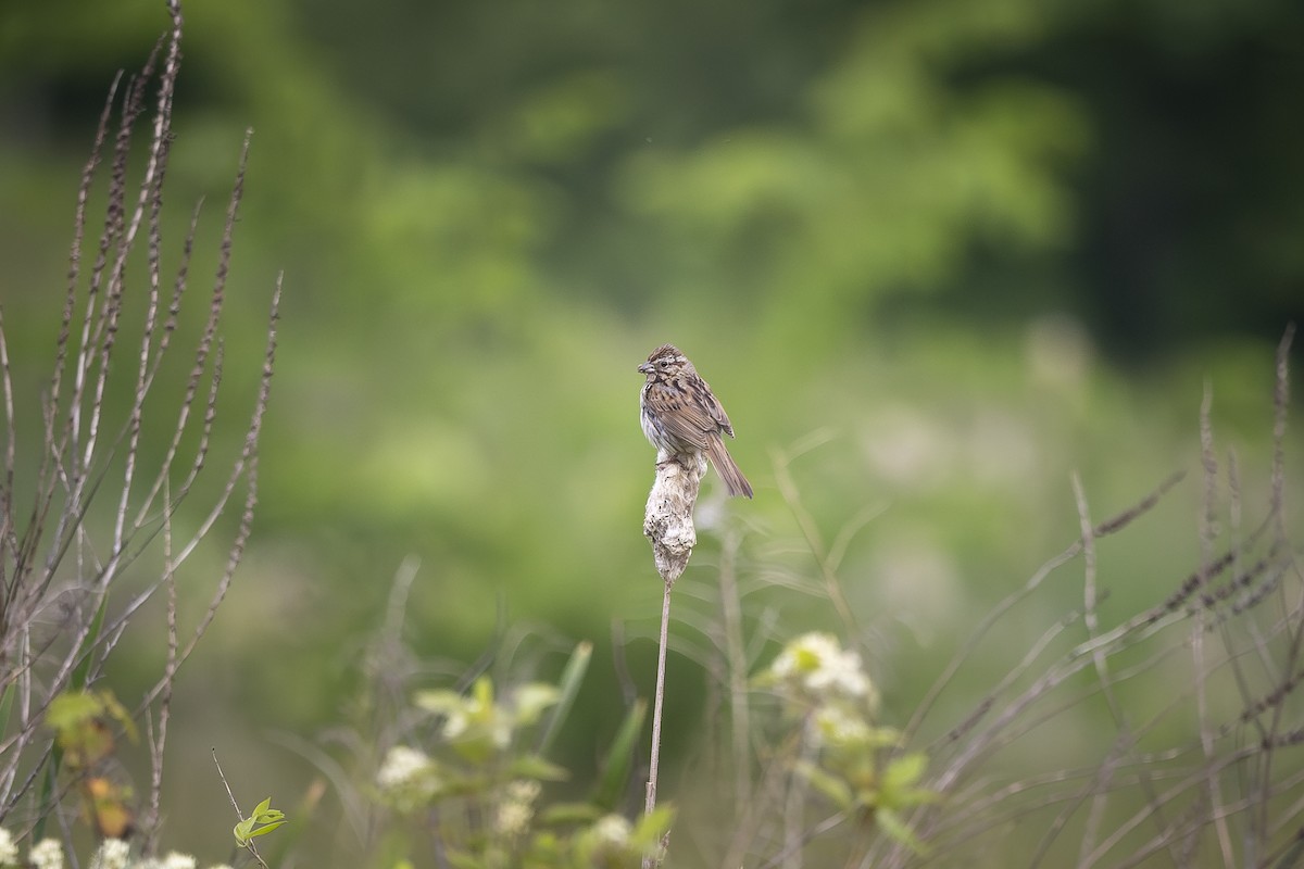 Song Sparrow - ML619984492