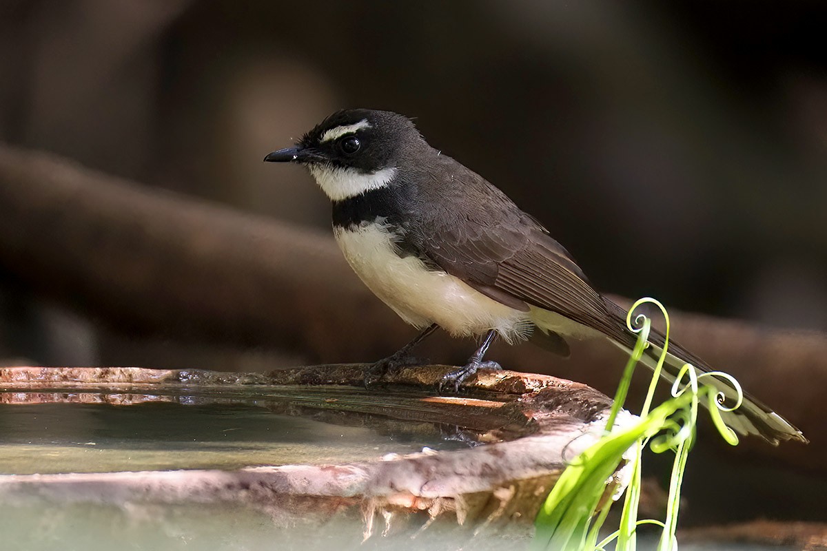 Philippine Pied-Fantail - ML619984502