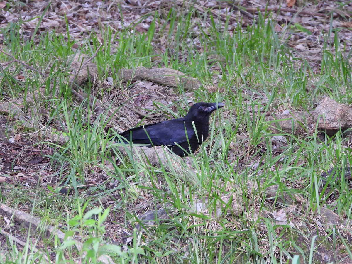 Large-billed Crow - ML619984503