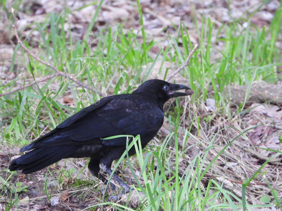 Large-billed Crow - ML619984504