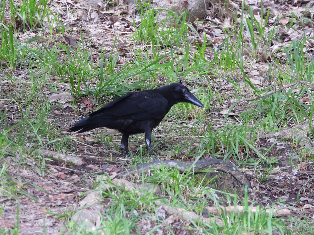 Large-billed Crow - ML619984505