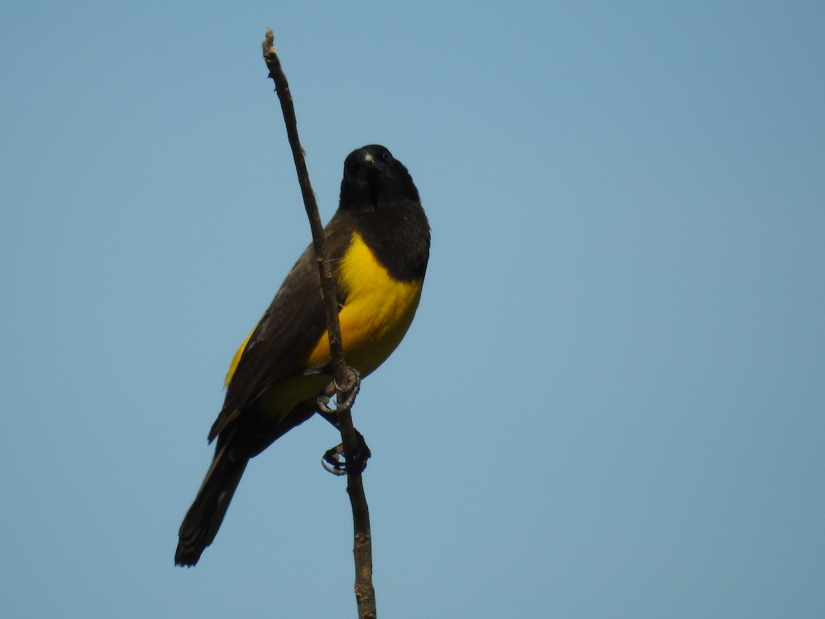 Yellow-rumped Marshbird - ML619984508