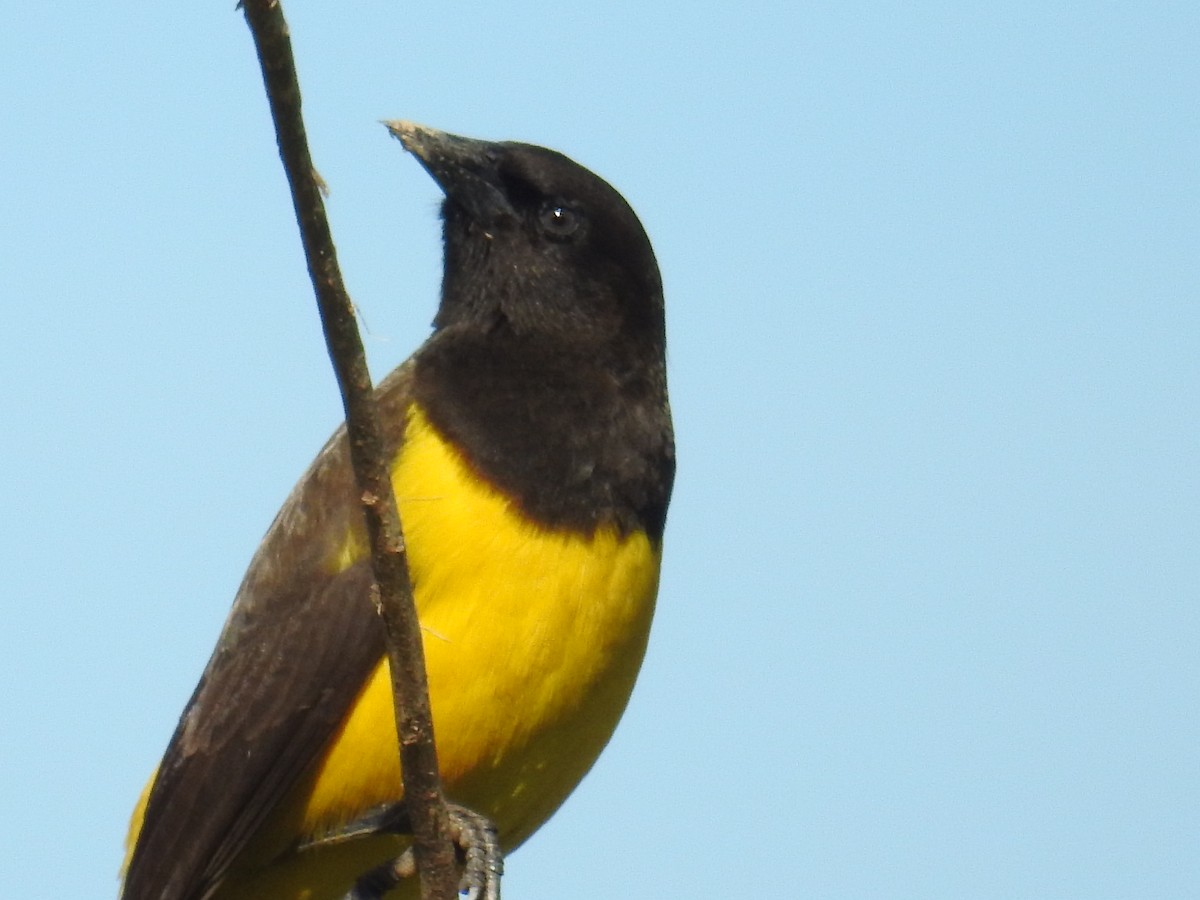 Yellow-rumped Marshbird - ML619984509