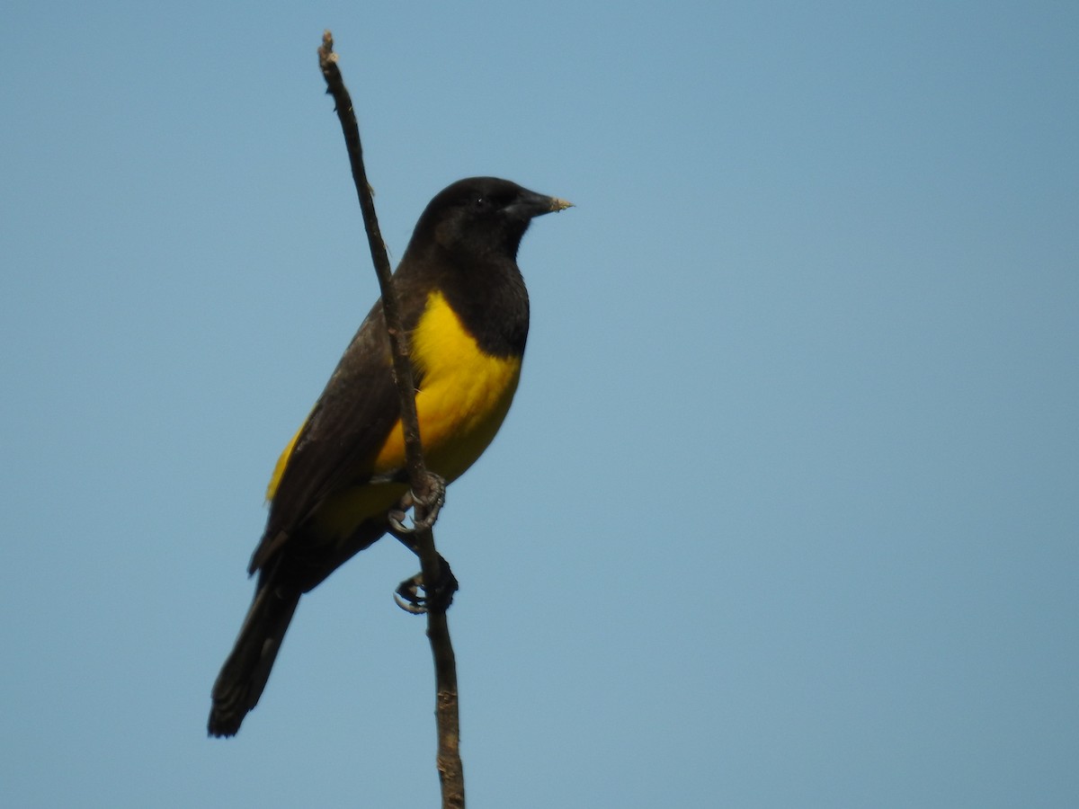 Yellow-rumped Marshbird - ML619984510