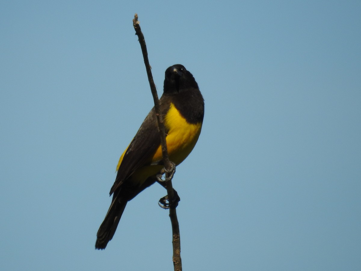 Yellow-rumped Marshbird - ML619984511