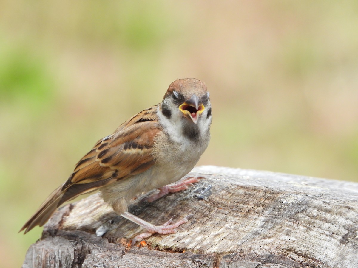 Eurasian Tree Sparrow - ML619984519