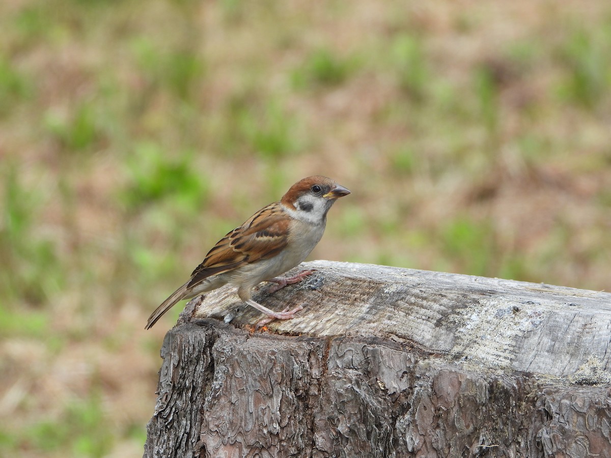 Eurasian Tree Sparrow - ML619984520