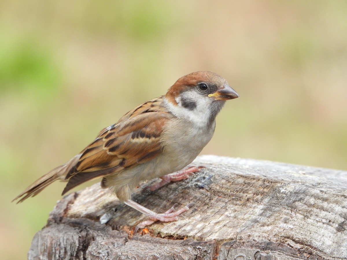 Eurasian Tree Sparrow - ML619984521