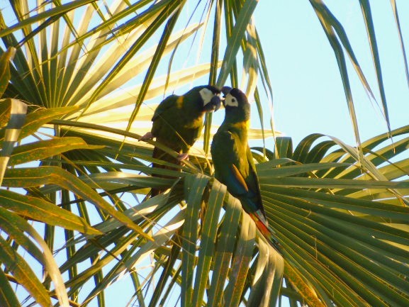 Yellow-collared Macaw - ML619984524