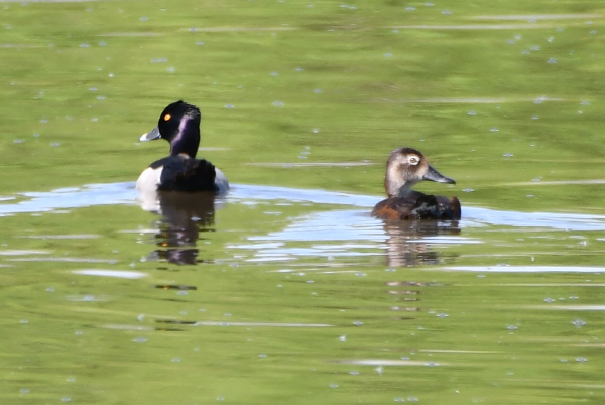 Ring-necked Duck - ML619984531