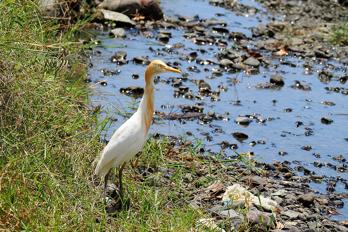 Eastern Cattle Egret - ML619984532