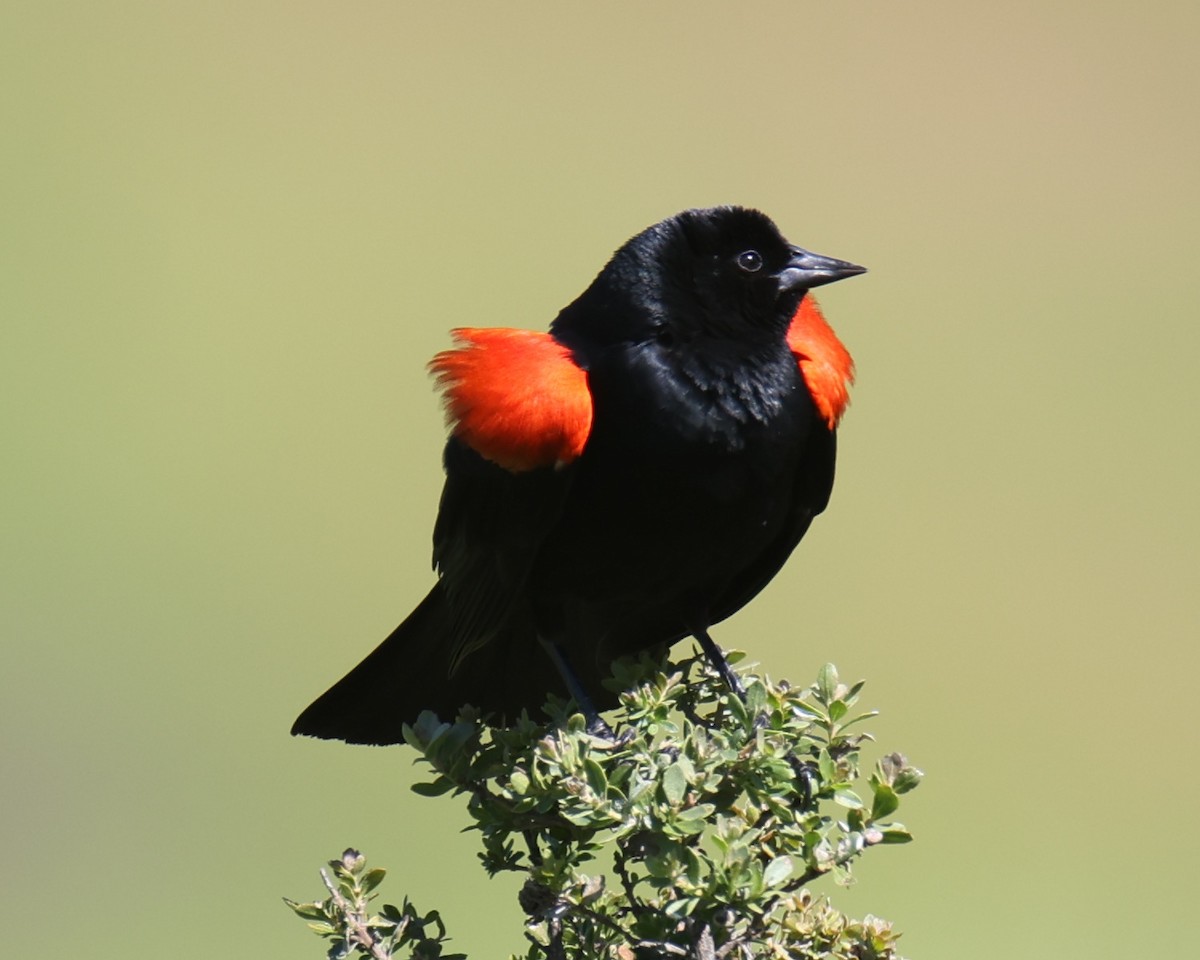 Red-winged Blackbird - ML619984533