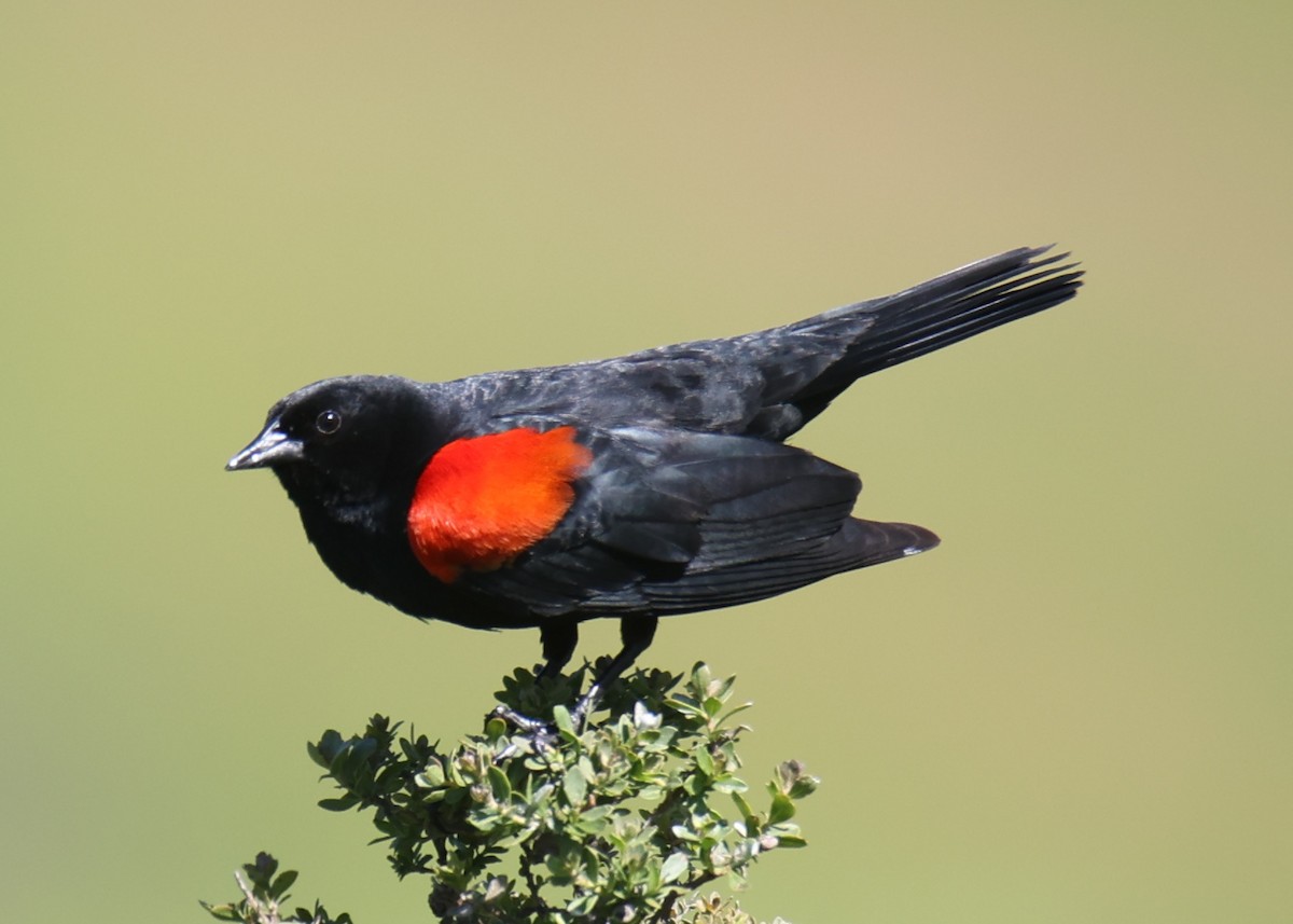 Red-winged Blackbird - ML619984534