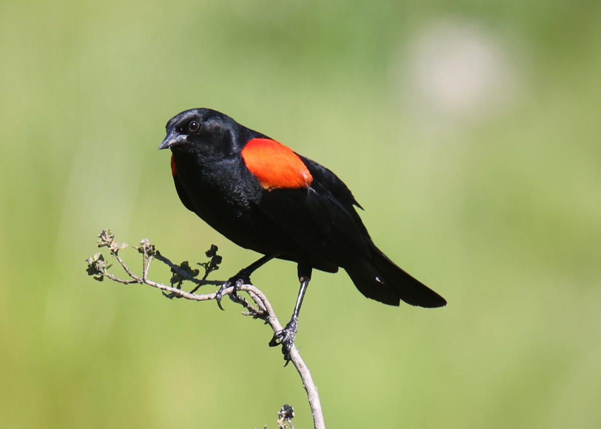 Red-winged Blackbird - ML619984536