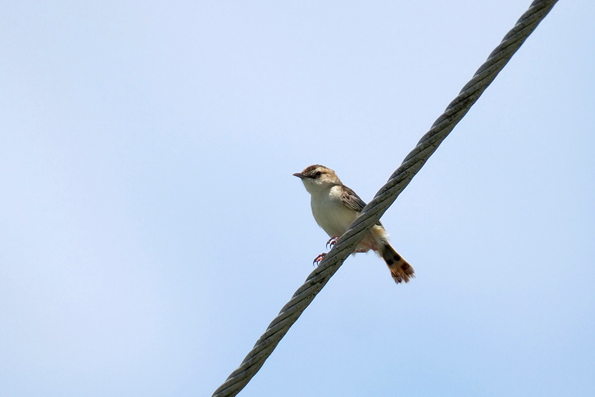 Zitting Cisticola (Double Zitting) - ML619984539