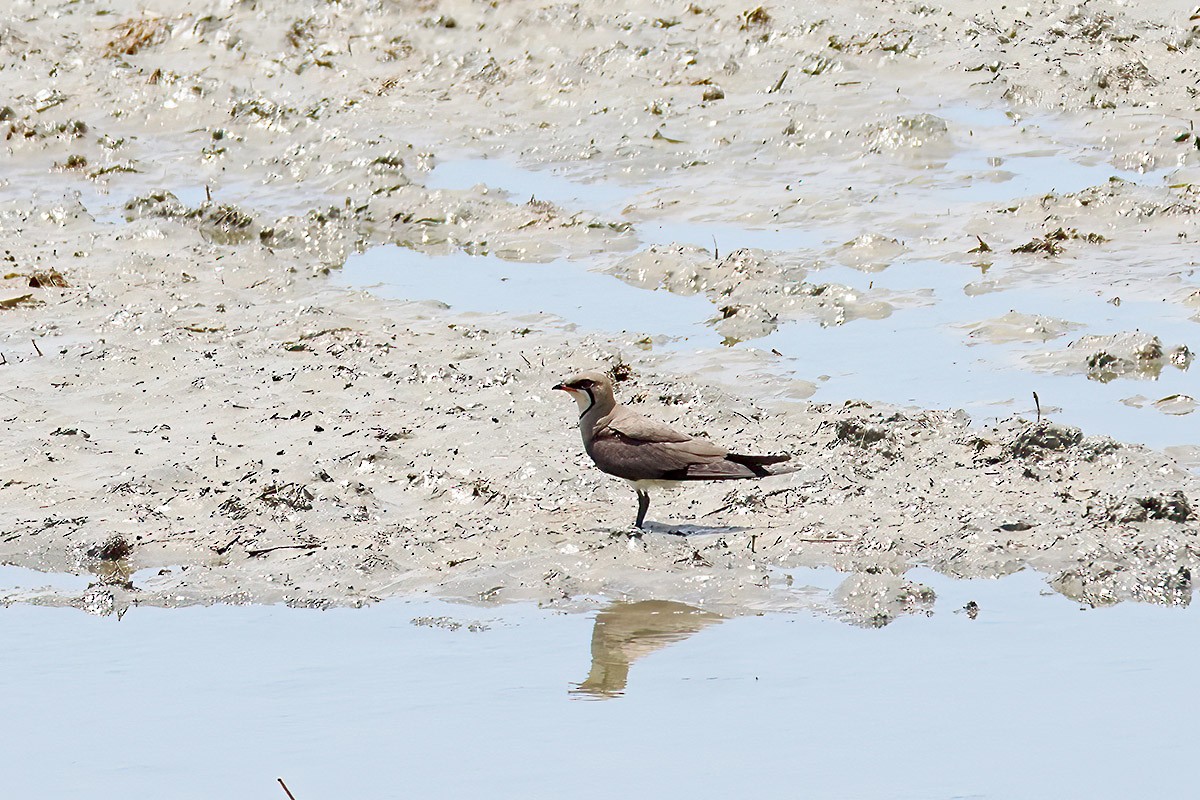 Oriental Pratincole - ML619984541