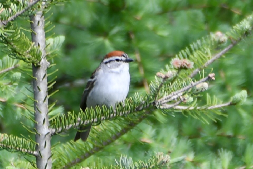 Chipping Sparrow - ML619984543