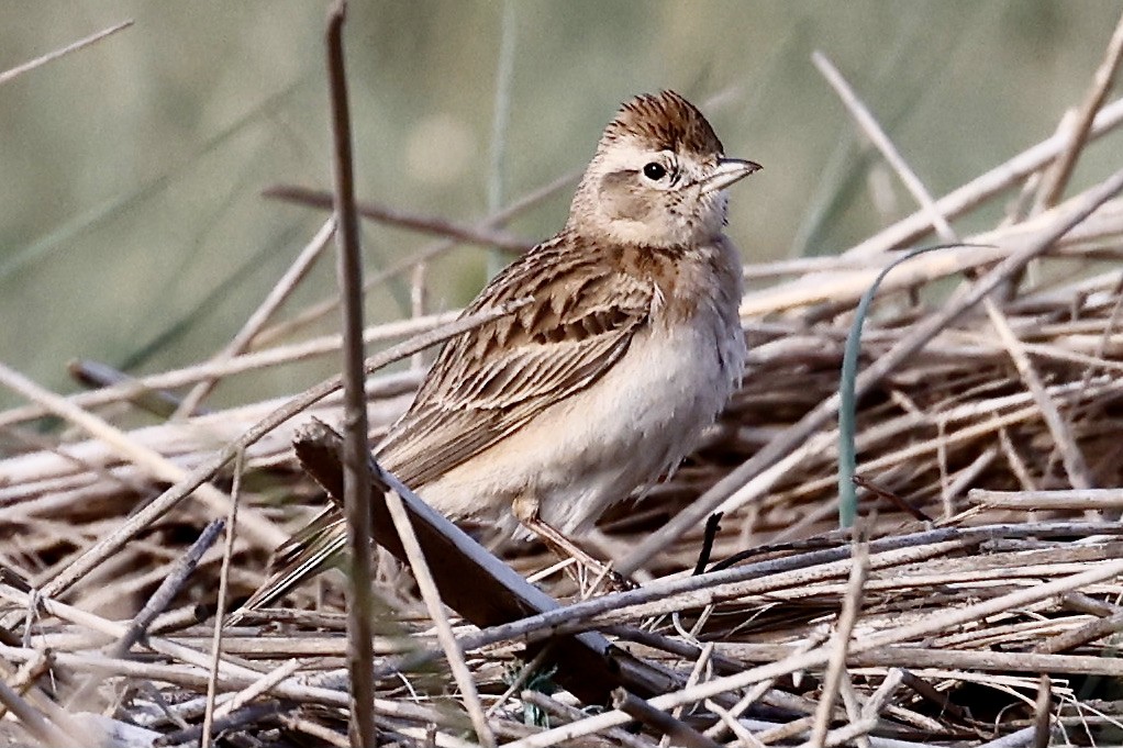 Greater Short-toed Lark - ML619984546