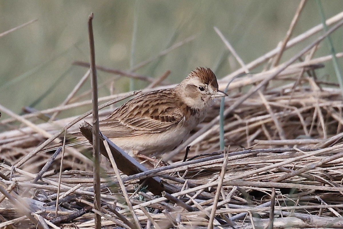 Greater Short-toed Lark - Lorna Aynbinder