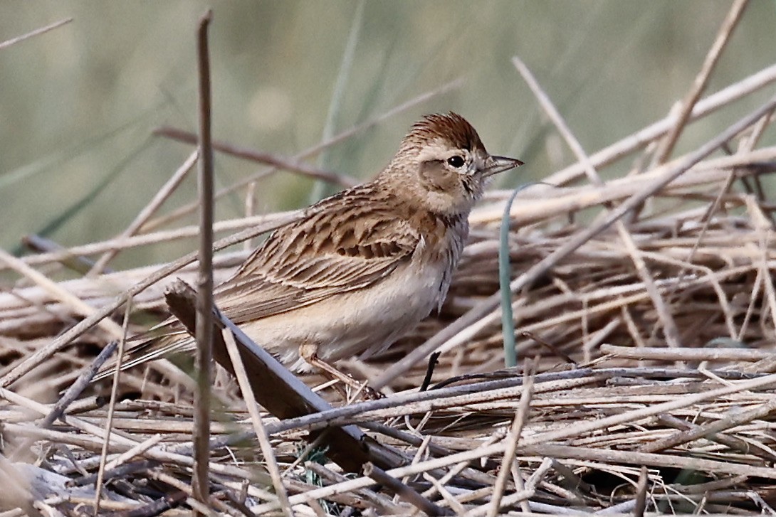 Greater Short-toed Lark - ML619984548