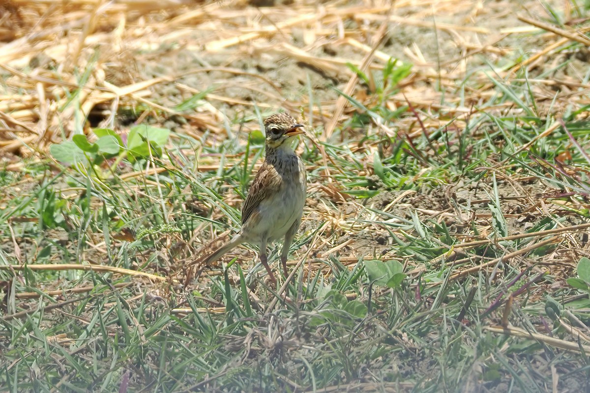 Paddyfield Pipit - ML619984549