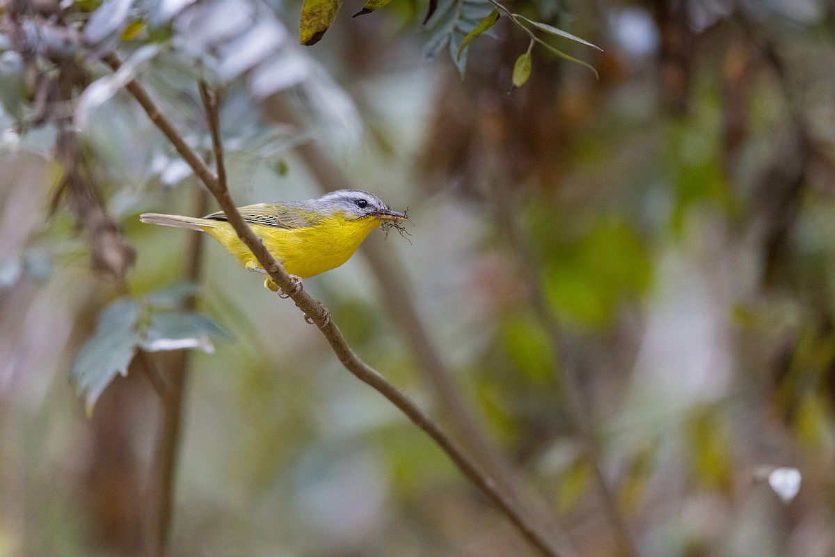 Gray-hooded Warbler - ML619984559