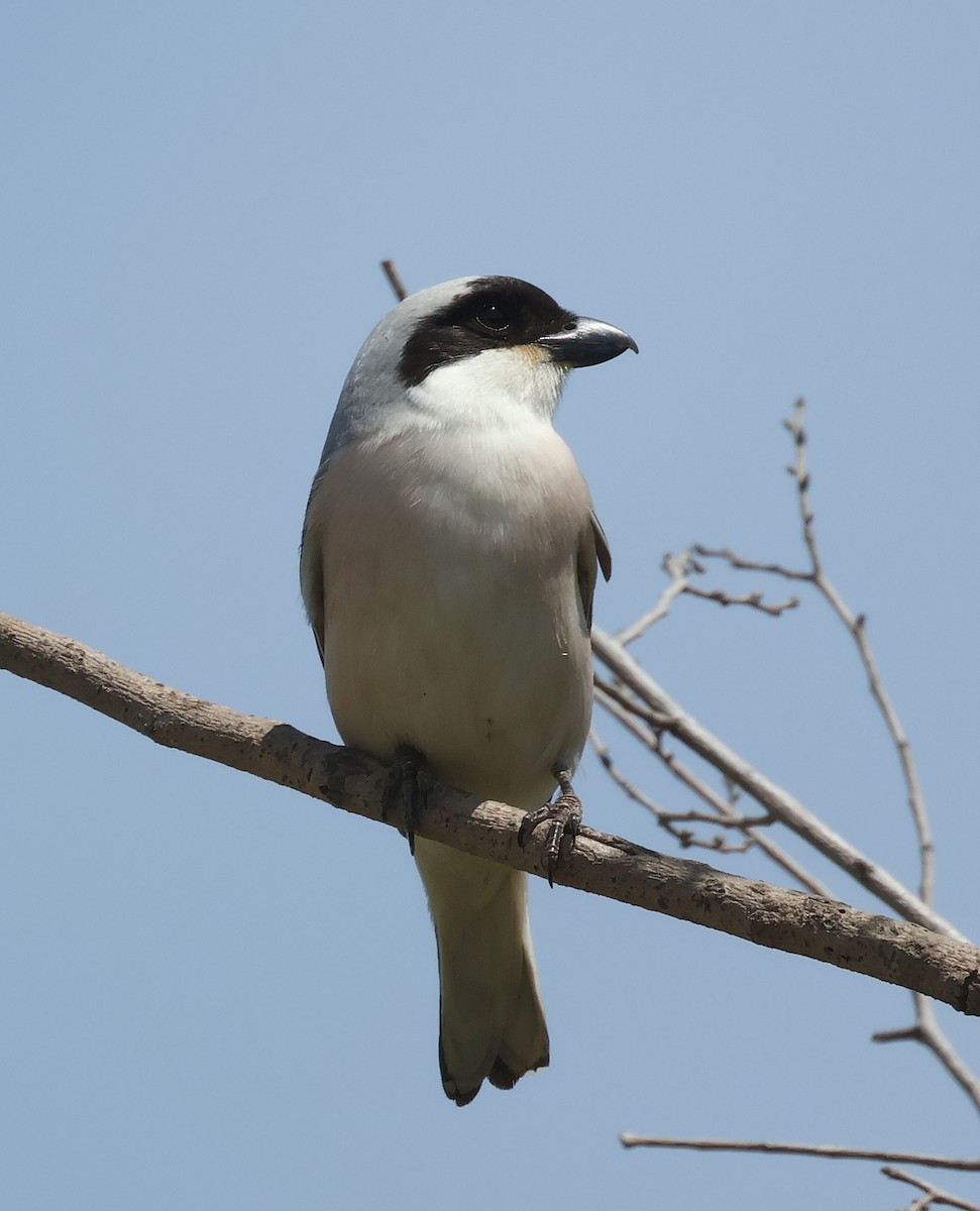 Lesser Gray Shrike - ML619984563